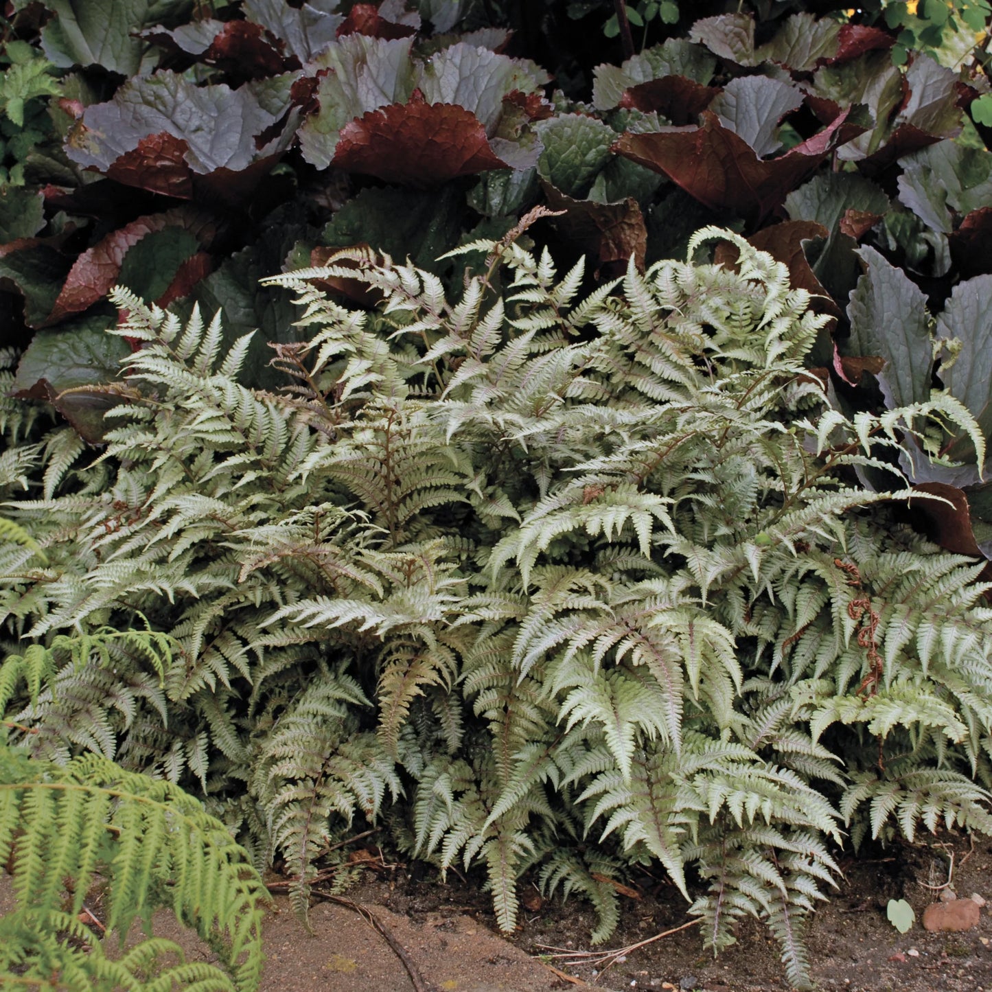 Fern 'Pictum' – zforcefarm