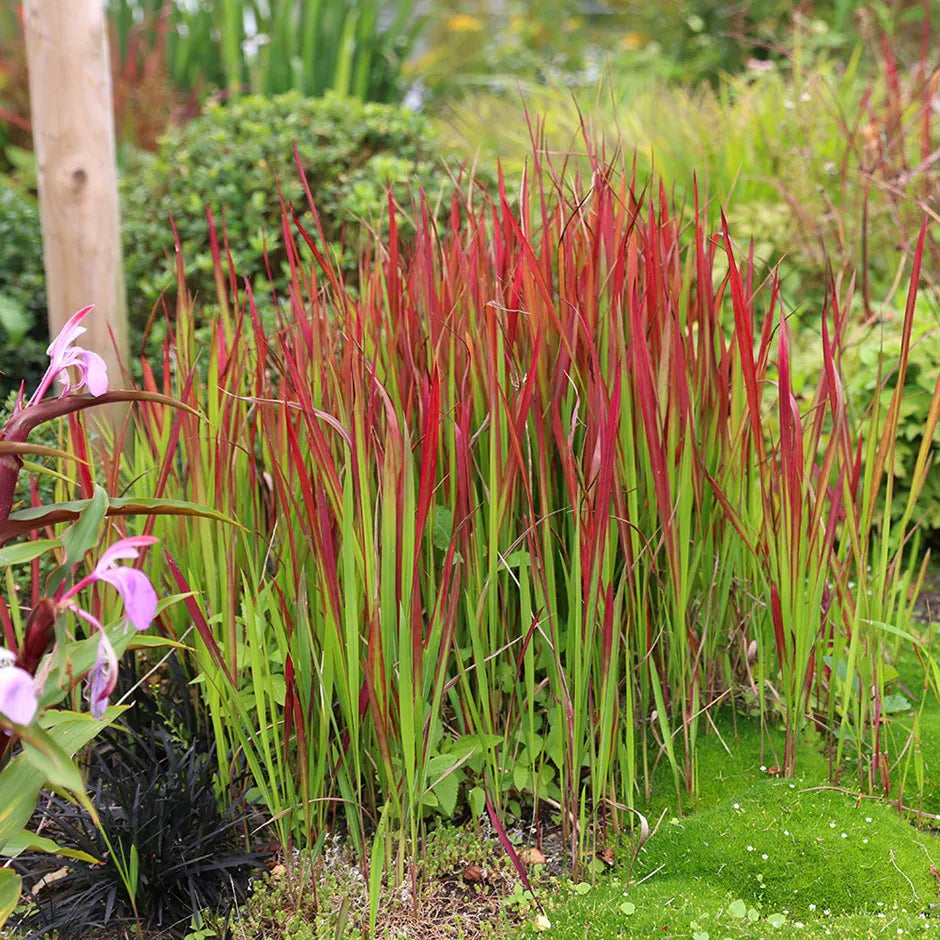Japanese Blood Grass ‘Red Baron’