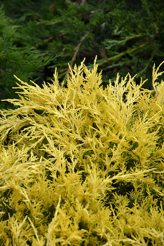 Sea Of Gold Juniper
