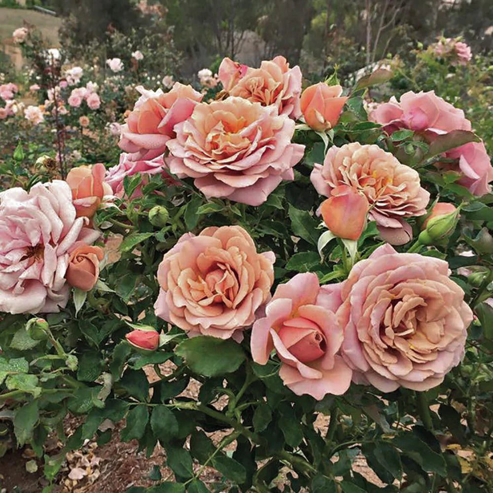 Koko Loko™ Rose