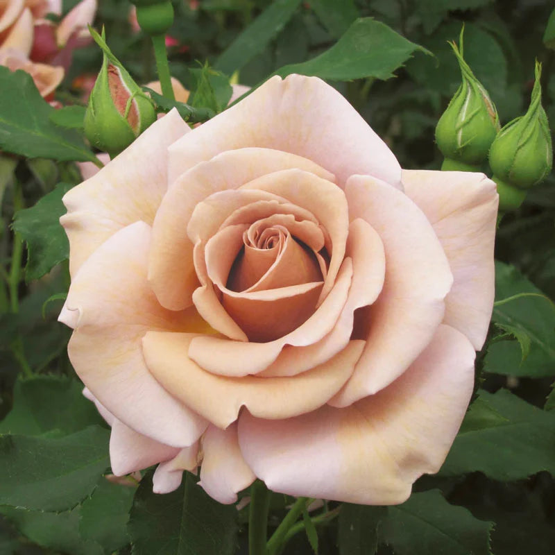 Koko Loko™ Rose