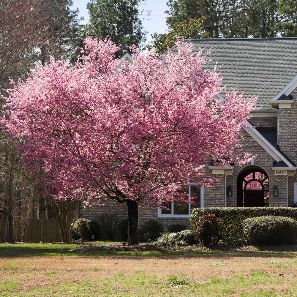 Kwanzan Cherry