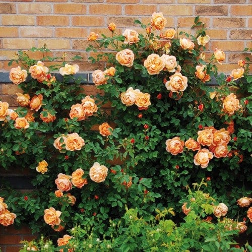 Lady of Shalott™ David Austin Rose