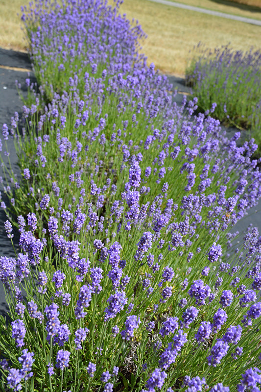 Lavender 'Hidcote Blue'