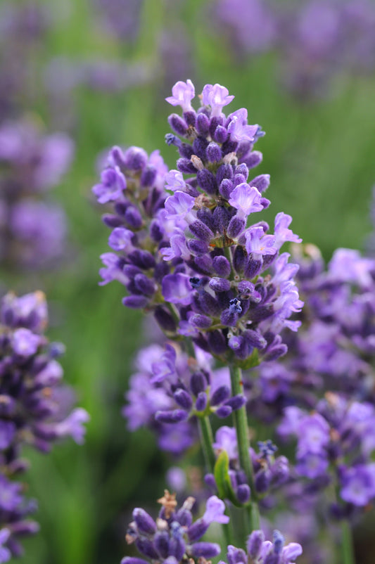 Lavender 'Super Blue'
