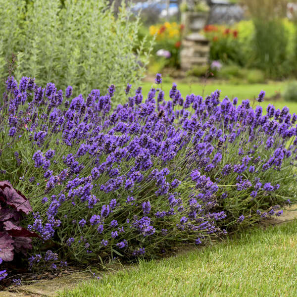Lavender 'Super Blue' – zforcefarm