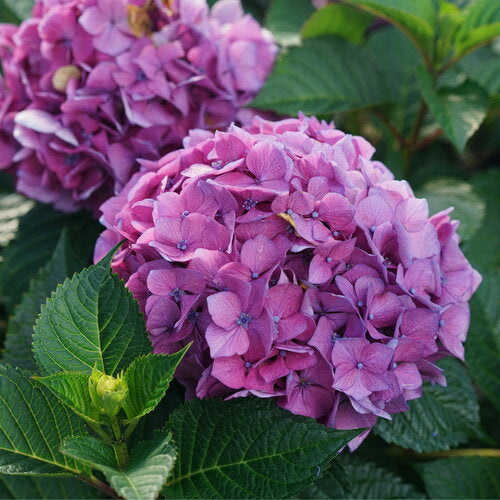 Hydrangea macrophylla Let's Dance Loveable®