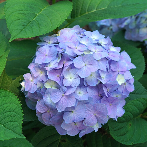 Hydrangea macrophylla Let's Dance Sky View
