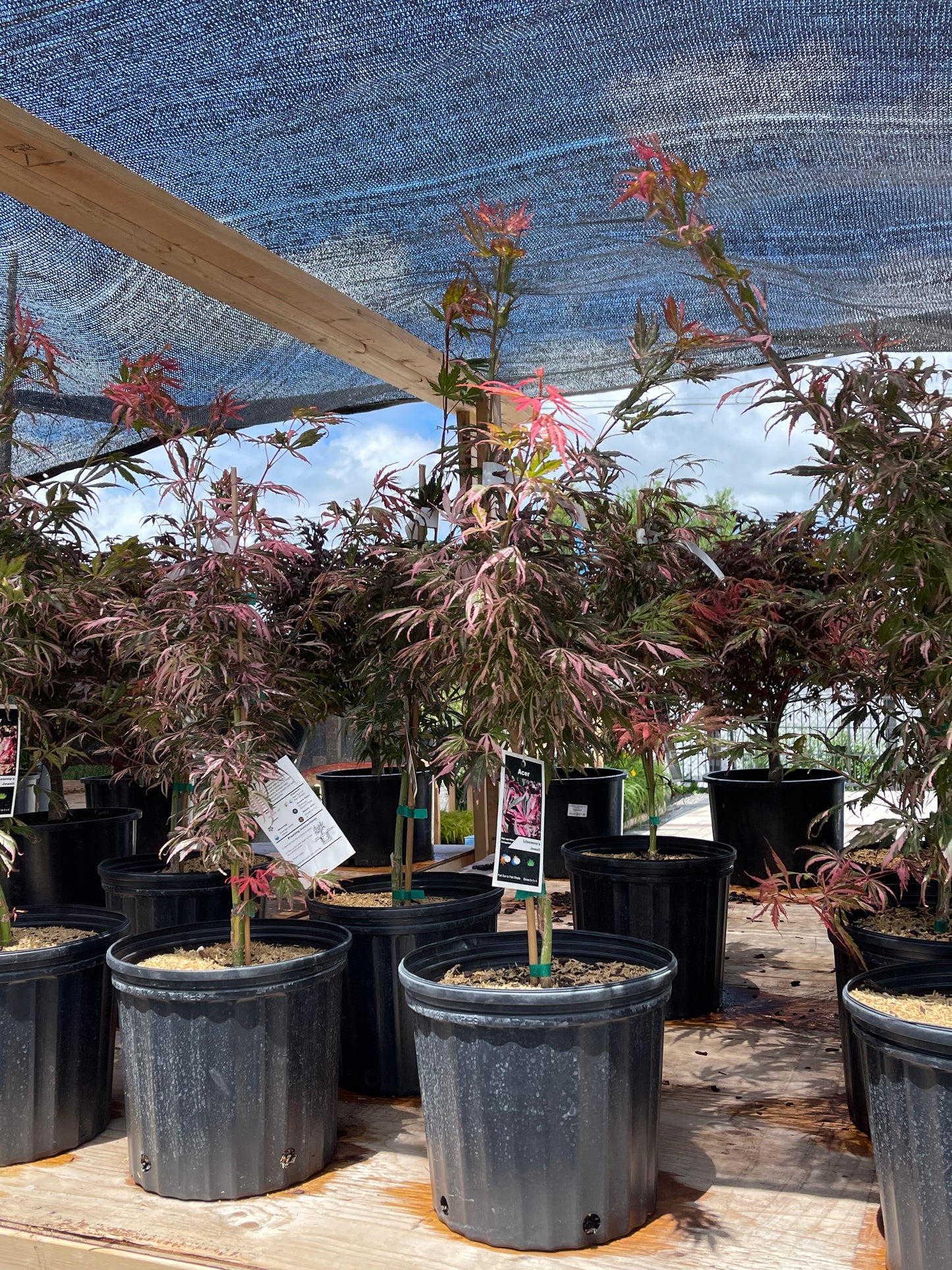 Acer Palmatum Lileeanne's Jewel