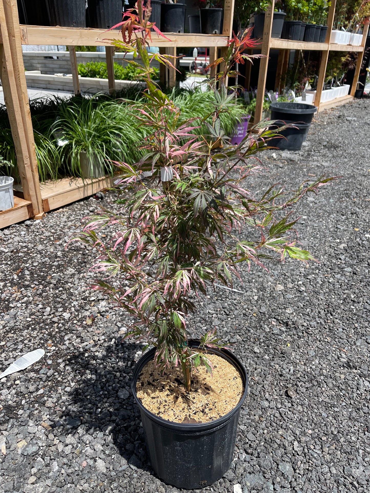 Acer Palmatum Lileeanne's Jewel