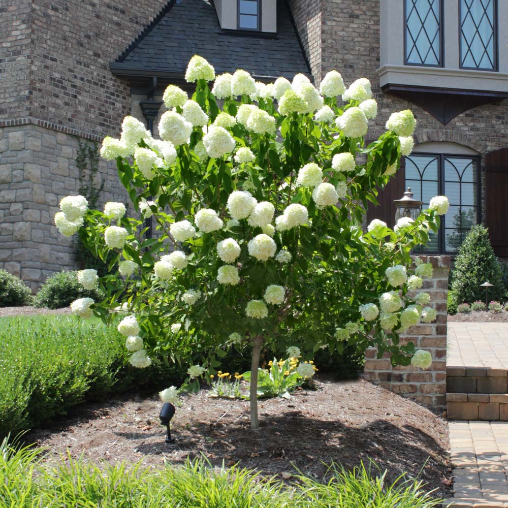 Hydrangea for Sale Toronto | Annabelle, Limelight & Endless Summer