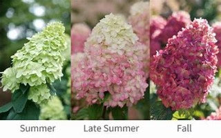 Hydrangea paniculata Limelight Prime