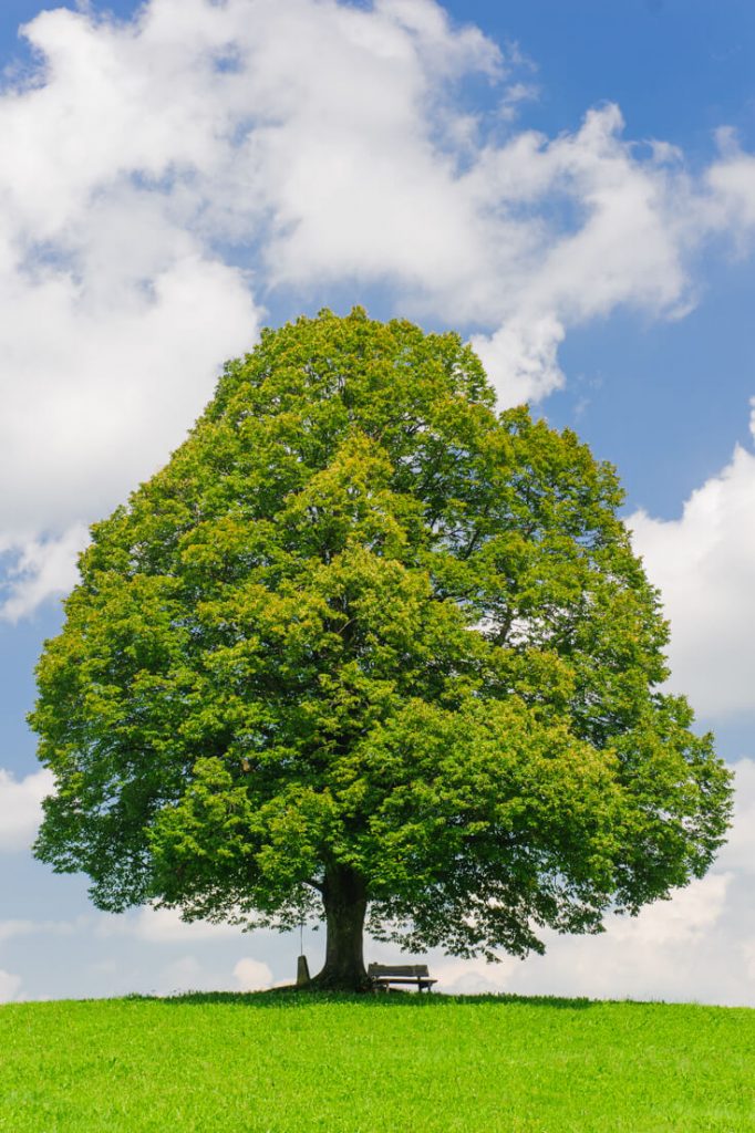 Linden Basswood