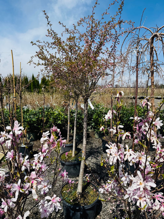 Little Twist flowering Cherry