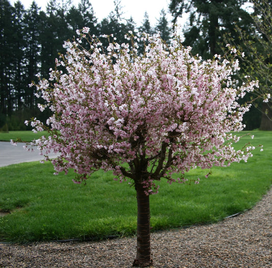 Little Twist flowering Cherry
