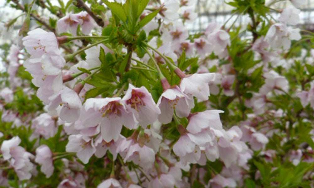 Little Twist flowering Cherry