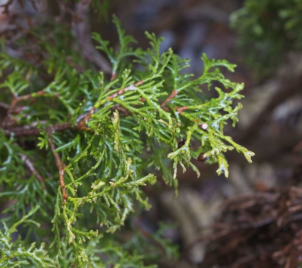 Little Giant Globe Cedar