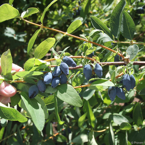 Lonicera caerulea Yezberry® Maxie™  PW