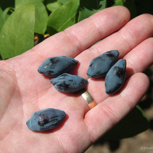 Lonicera caerulea Yezberry® Maxie™  PW