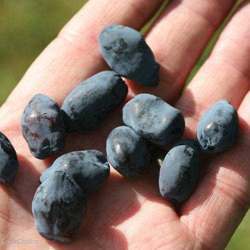 Lonicera Caerulea Yezberry® Solo™