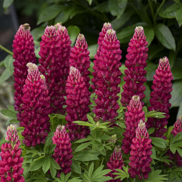 Lupine 'Mini Gallery Series Red'