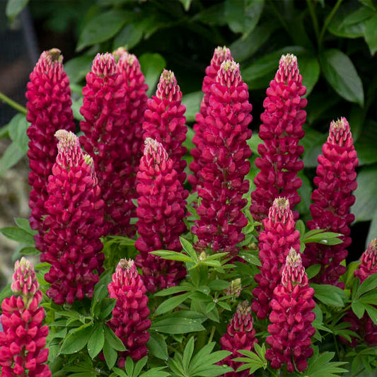 Lupine 'Mini Gallery Series Red'