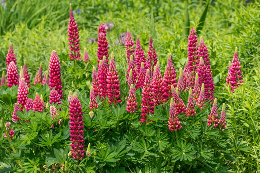 Lupine 'Mini Gallery Series Red'