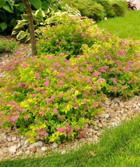 Magic Carpet Spirea
