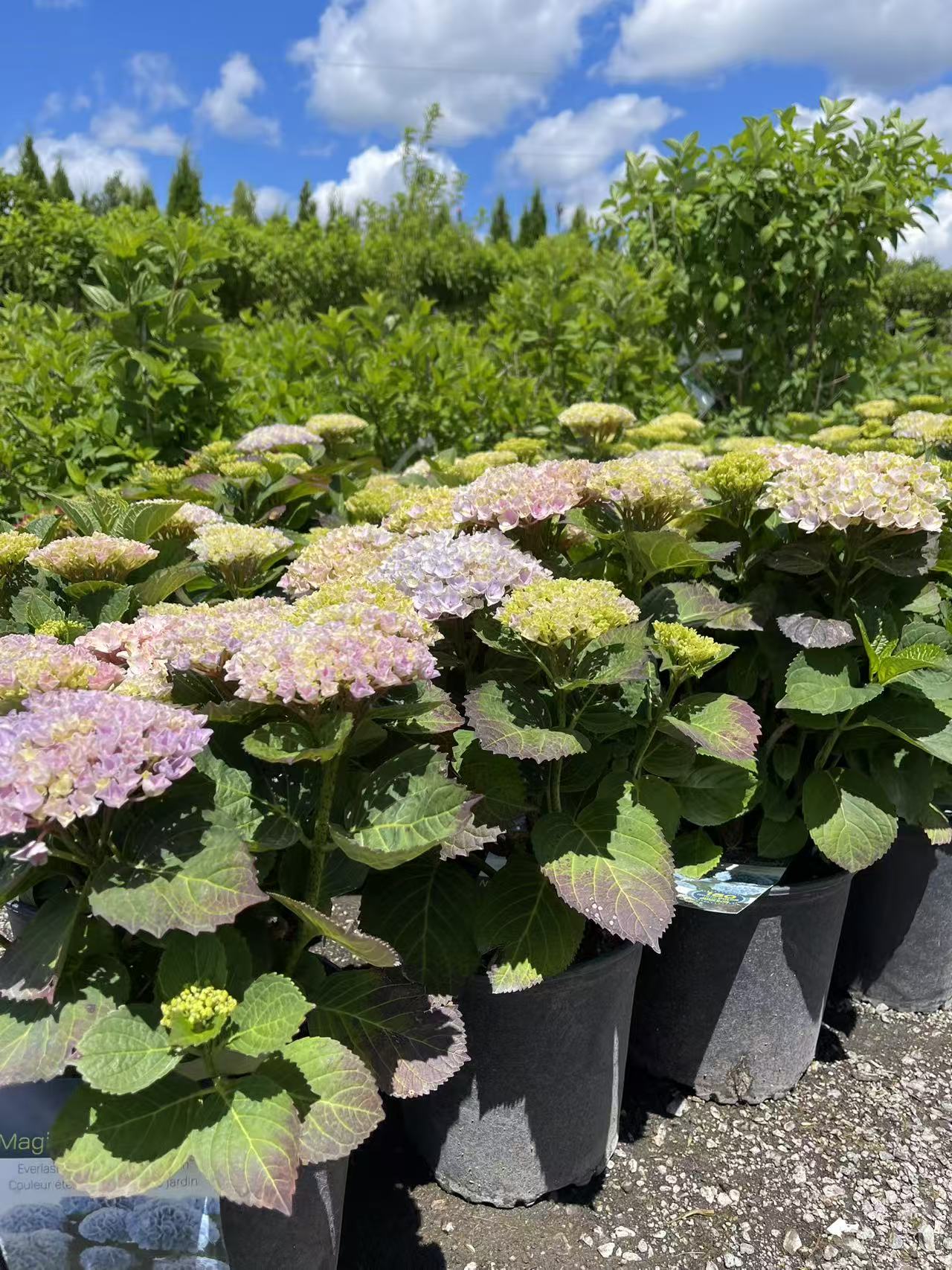 Magical Revolution Hydrangea