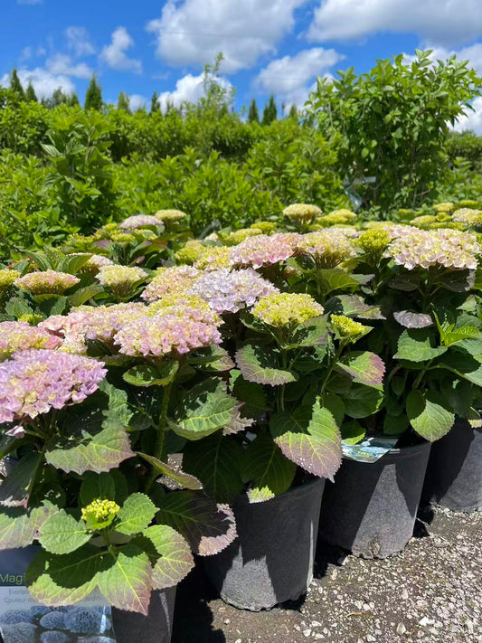 Magical Revolution Hydrangea