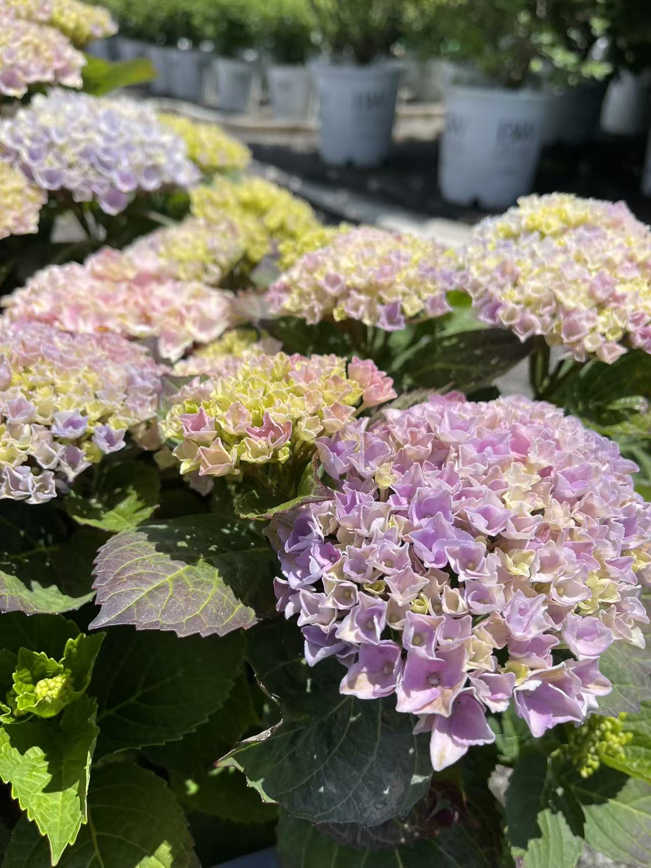 Magical Revolution Hydrangea