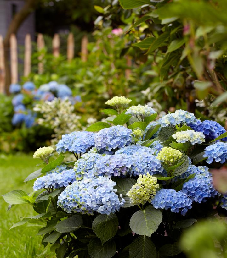 Magical Revolution Hydrangea