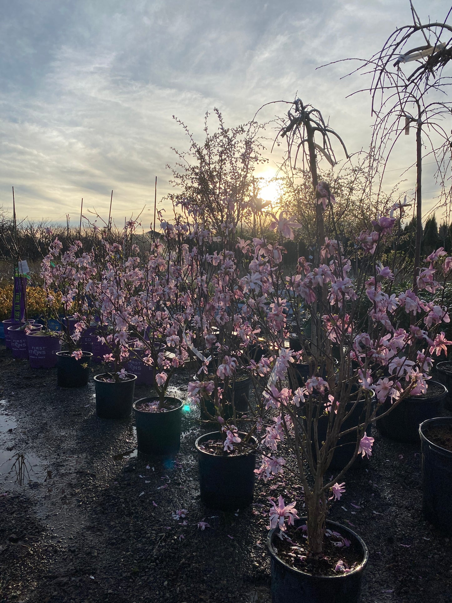 Magnolia 'Leonard Messel'