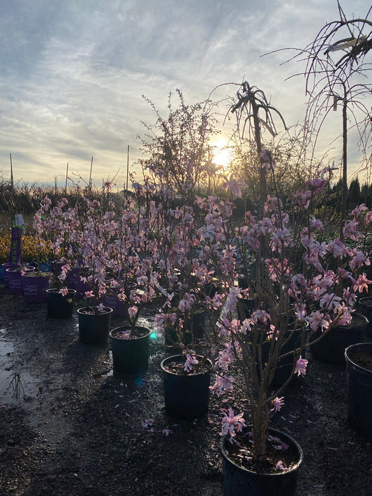 Magnolia 'Leonard Messel'