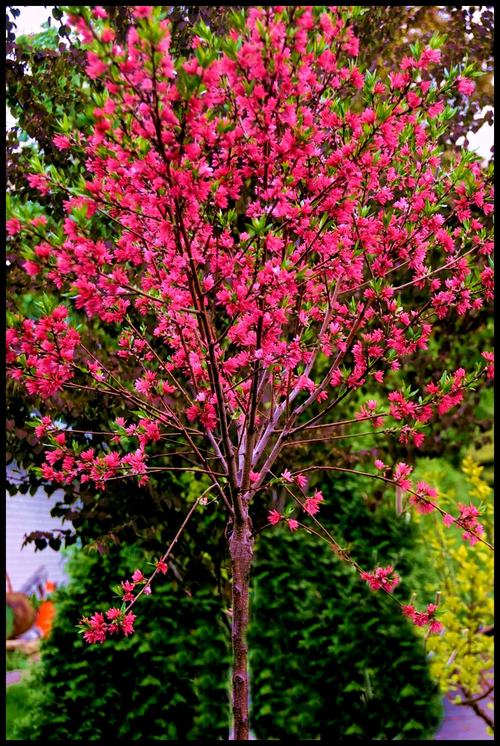 Marion Jarvie Flowering Peach