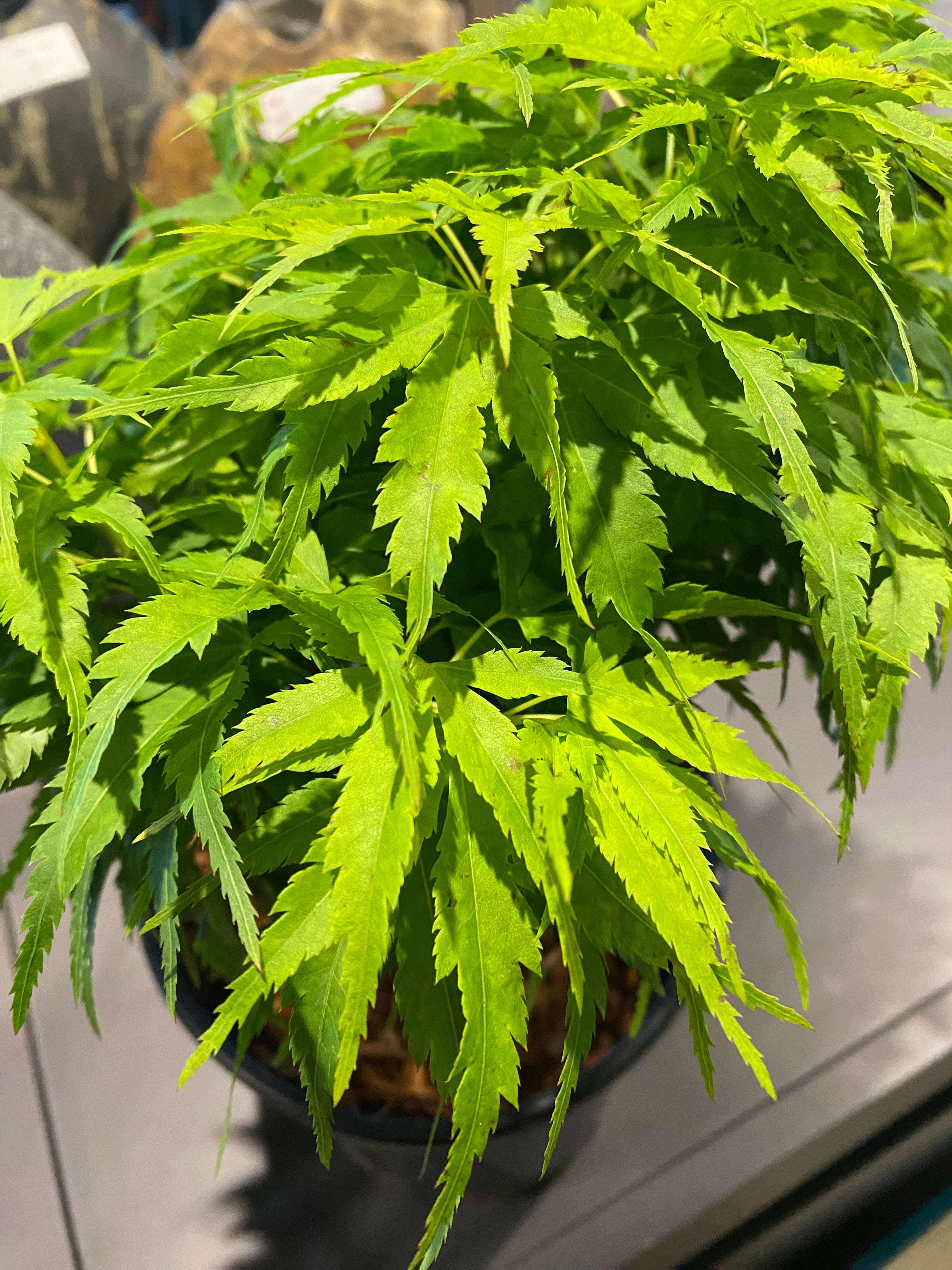 Trees for Sale Toronto | Japanese Maple, Shade & Flowering Trees