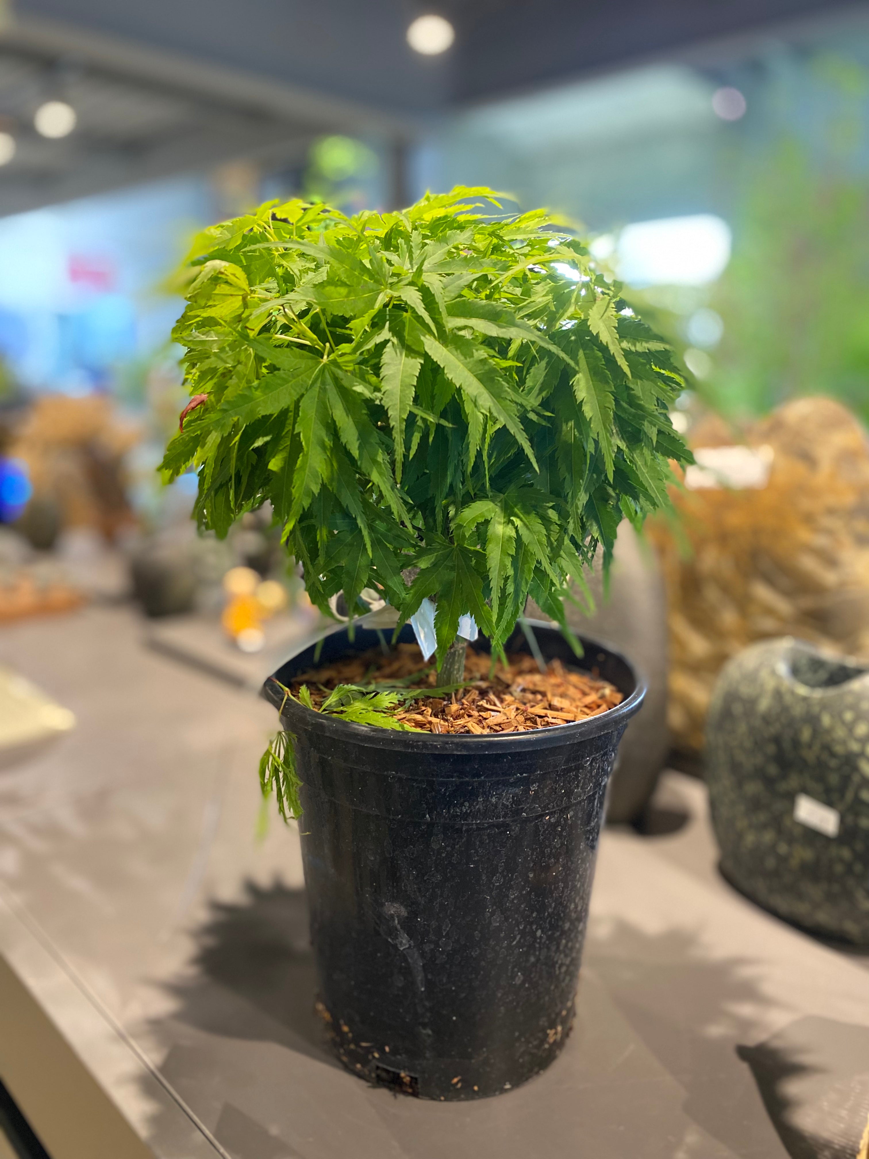 Trees for Sale Toronto | Japanese Maple, Shade & Flowering Trees