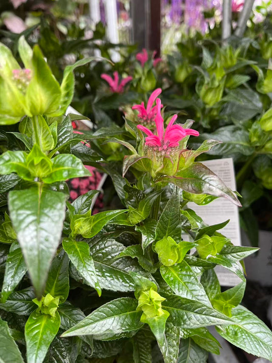 Monarda Bee balm 'Pink Chenille'