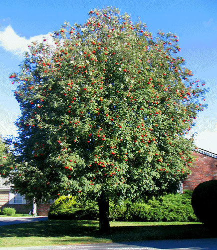 Mountain Ash