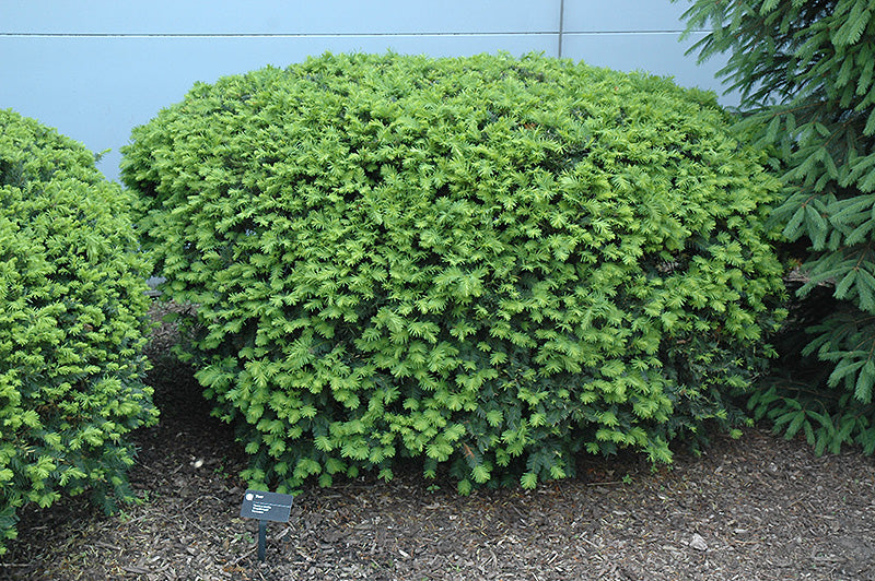 Dense Yew