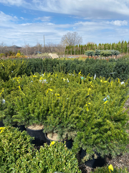 Dense Yew