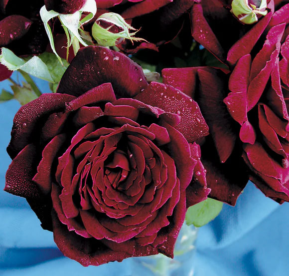 Oklahoma Rose