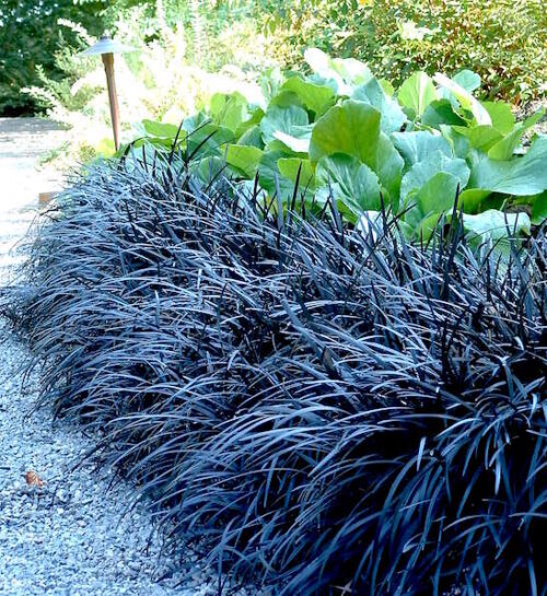 Black Mondo Grass 'Nigrescens'