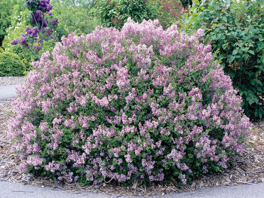Palibin Dwarf Pink Korean Lilac