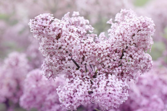 Palibin Dwarf Pink Korean Lilac