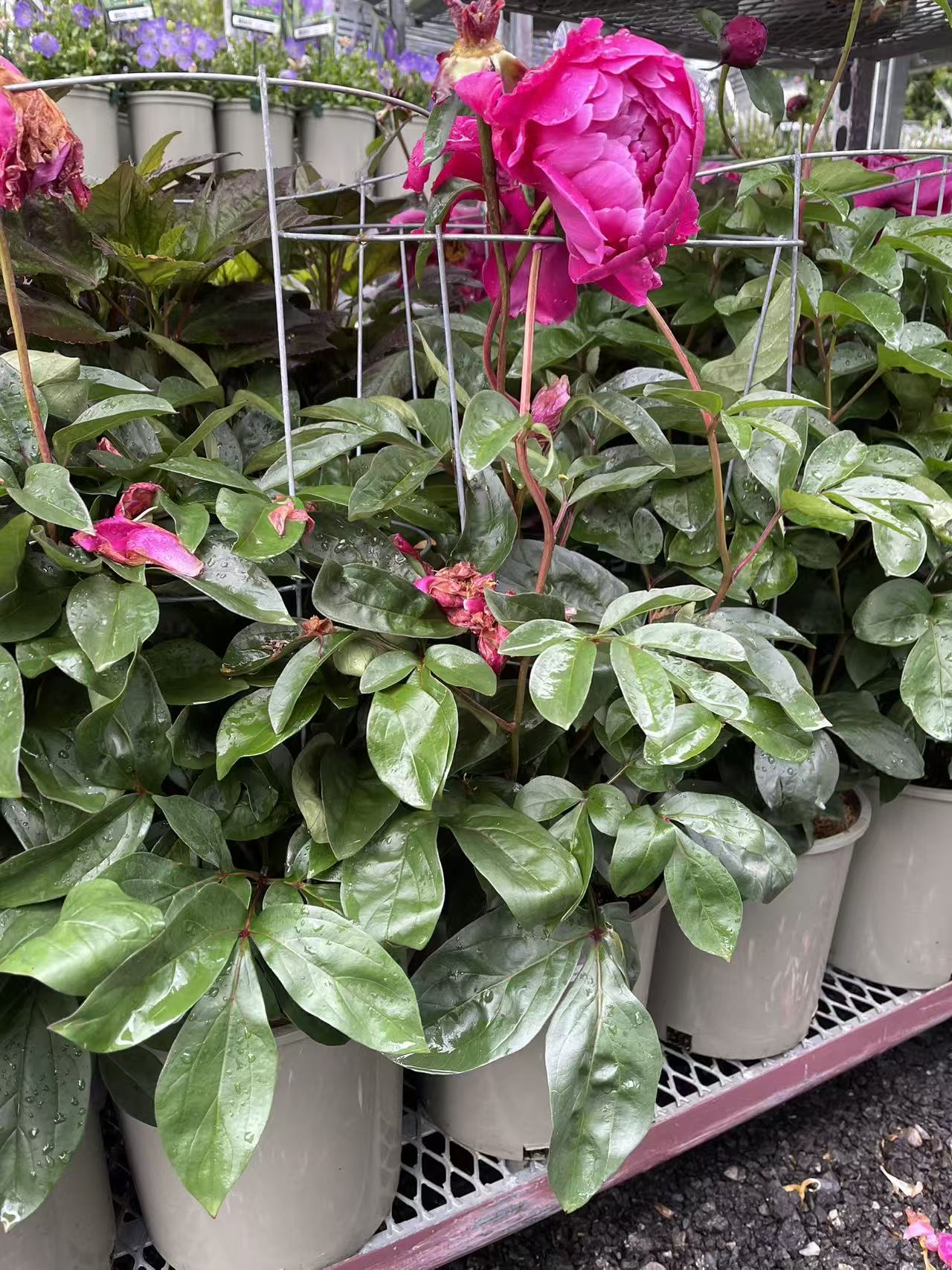Peony 'Red Sarah Bernhardt'