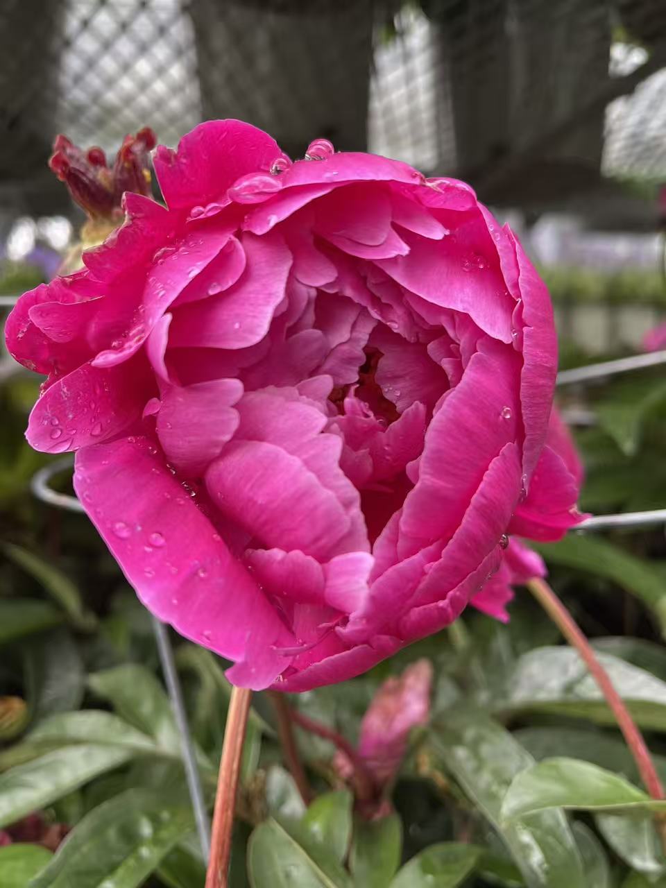 Peony 'Red Sarah Bernhardt'