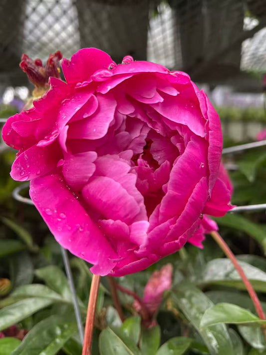 Peony 'Red Sarah Bernhardt'