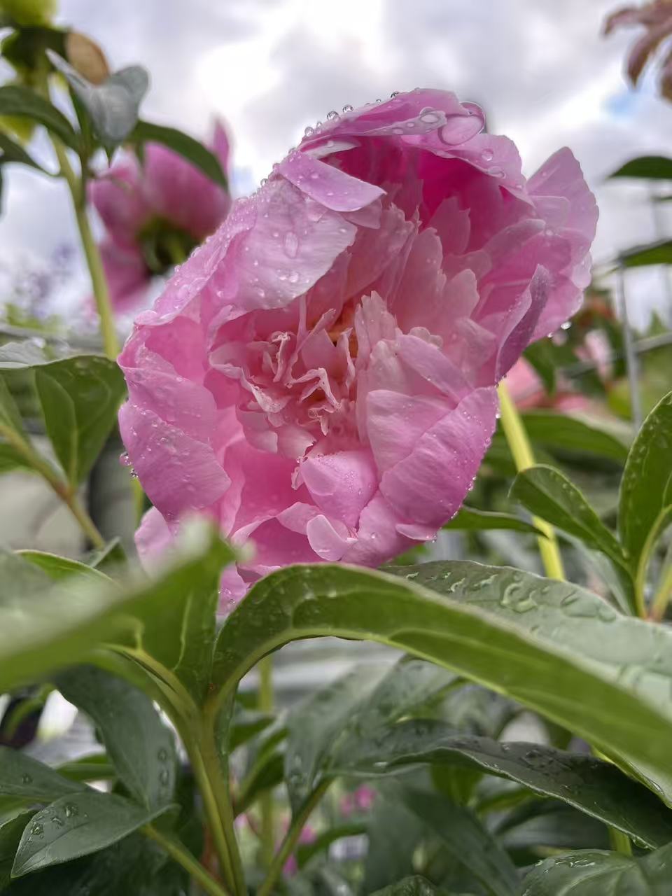Peony 'The Fawn'