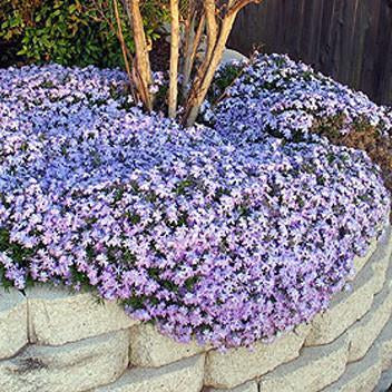 Phlox 'Spring Blue'